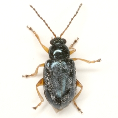 Lysathia ludoviciana