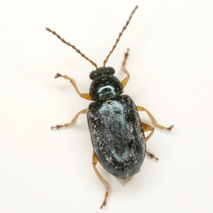 Lysathia ludoviciana