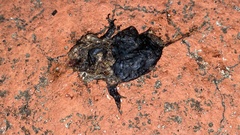 Kaloula borealis