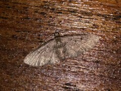 Eupithecia absinthiata