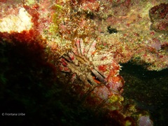Eucidaris tribuloides