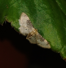 Idaea filicata