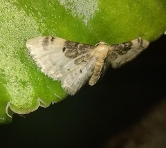 Idaea filicata