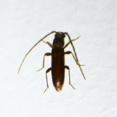 Geropa concolor