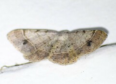 Frederickia subterminata