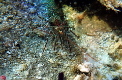 Rhynchocinetes serratus