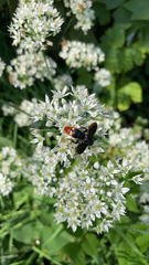 Scolia dubia dubia