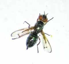 Senopterina caerulescens