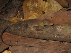 Anolis punctatus