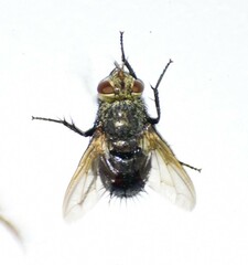 Tachininae