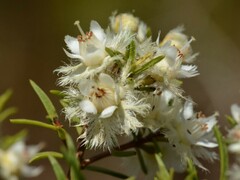Verticordia cunninghamii