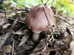 Pluteus