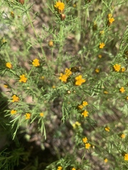 Dyssodia papposa