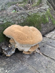 Pseudoinonotus