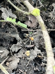 Pselliopus cinctus