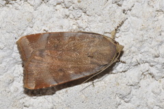 Noctua janthina