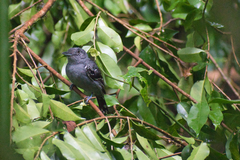 Thamnophilus atrinucha