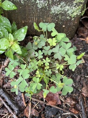 Oxalis stricta