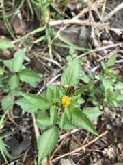 Bidens pilosa