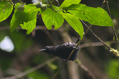 Microrhopias quixensis