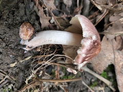 Pluteus