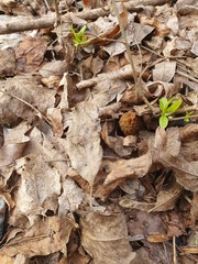 Verpa bohemica
