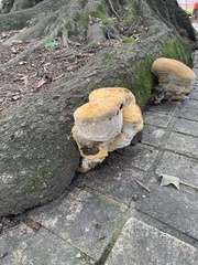 Pseudoinonotus