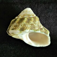 Lithopoma tuber