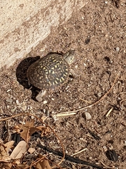 Terrapene ornata