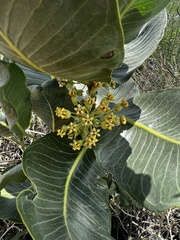 Asclepias latifolia