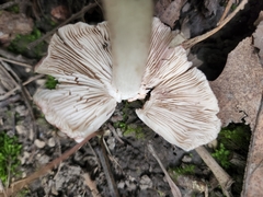 Pluteus