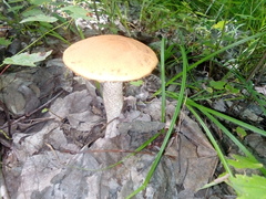 Leccinum insigne