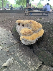Pseudoinonotus