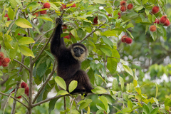 Agile Gibbon photo 2