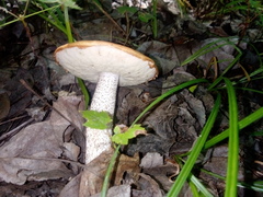 Leccinum insigne