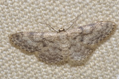 Idaea alyssumata
