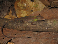 Anolis punctatus