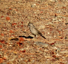 Baeolophus inornatus