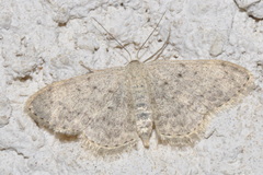 Scopula marginepunctata
