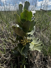 Asclepias latifolia