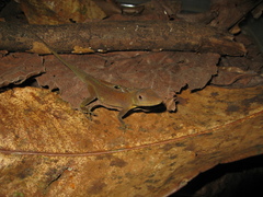 Anolis punctatus