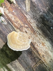 Trametes hirsuta