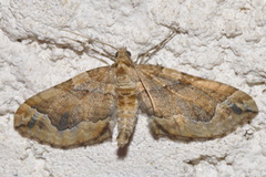 Pelurga comitata