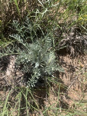 Hymenopappus filifolius