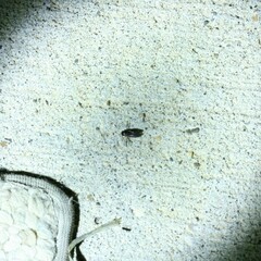 Corixoidea