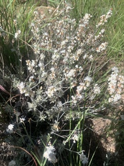 Eriogonum wrightii