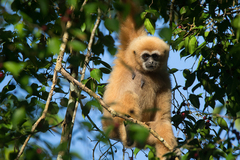 Hylobates lar