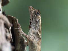 Anolis planiceps