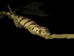 Anolis transversalis