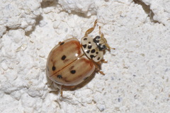 Harmonia quadripunctata